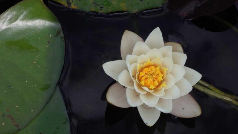 Does 11Xplay Aviator Predictor Really Work For Players?